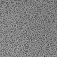 QuTEMによるAAV粒子の顕微鏡画像